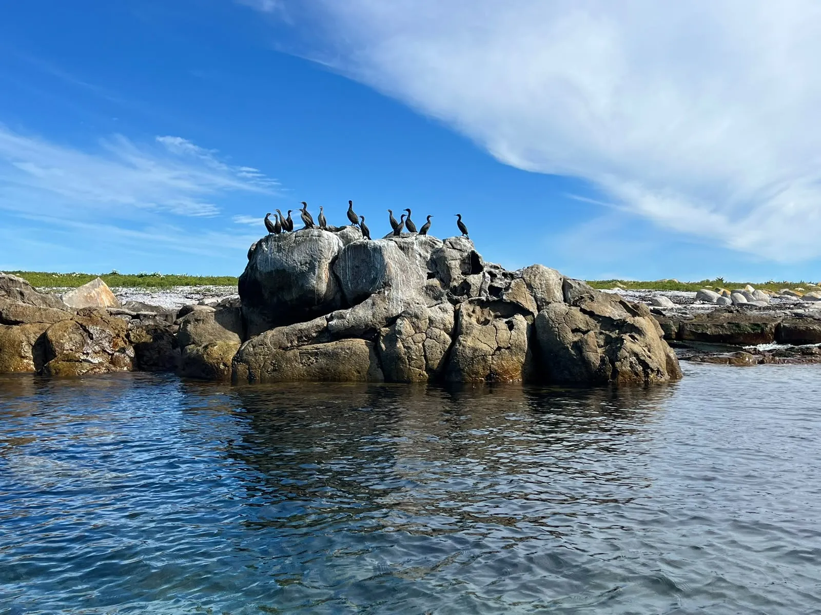 Cormorants on the rock off Yzerfontein